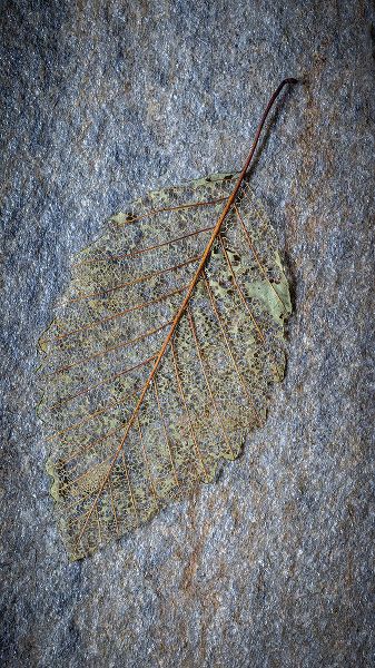Jaynes Gallery 아티스트의 USA-Washington State-Seabeck Skeletonized alder leaf on rock작품입니다.